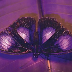 Bilder Das Leben in Farbe mit David Attenborough