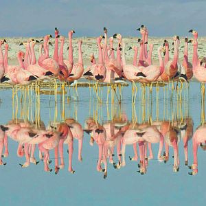 Bilder Das Leben in Farbe mit David Attenborough