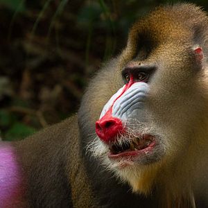 Bilder Das Leben in Farbe mit David Attenborough