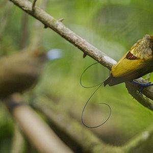 Bilder Das Leben in Farbe mit David Attenborough