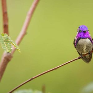 Bilder Das Leben in Farbe mit David Attenborough