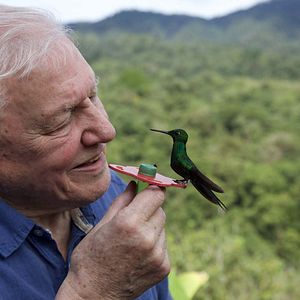 Bilder Das Leben in Farbe mit David Attenborough