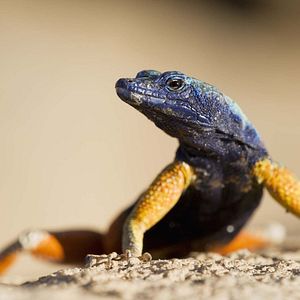 Bilder Das Leben in Farbe mit David Attenborough