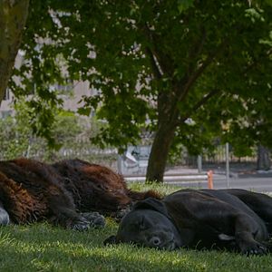 Bilder Los Reyes - Königliche Streuner