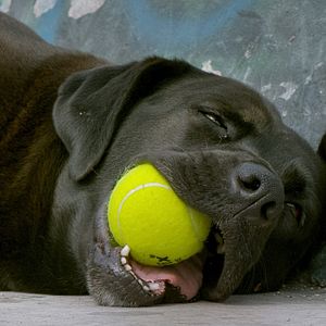 Bilder Los Reyes - Königliche Streuner