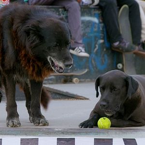 Bilder Los Reyes - Königliche Streuner