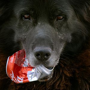 Bilder Los Reyes - Königliche Streuner