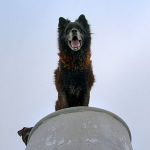 Bilder Los Reyes - Königliche Streuner