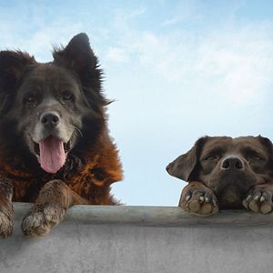 Bilder Los Reyes - Königliche Streuner