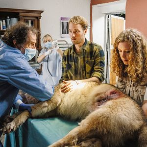 Bilder Reiterhof Wildenstein - Sprung ins Leben
