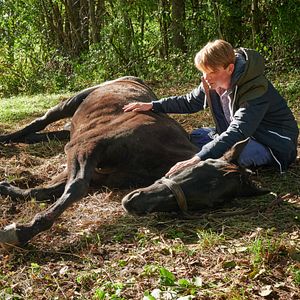 Bilder Reiterhof Wildenstein - Jacomo und der Wolf