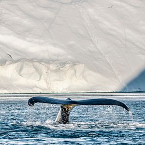 Bilder Breaking Boundaries: Die Wissenschaft hinter "Unser Planet"