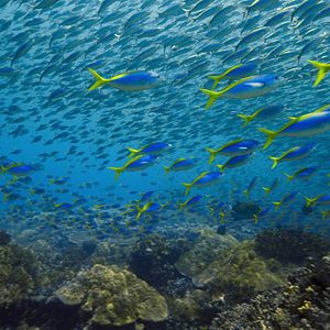 Bilder Breaking Boundaries: Die Wissenschaft hinter "Unser Planet"