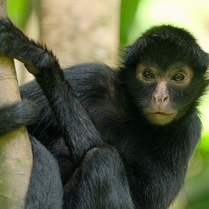 Bilder Breaking Boundaries: Die Wissenschaft hinter "Unser Planet"