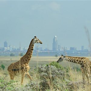 Bilder Breaking Boundaries: Die Wissenschaft hinter "Unser Planet"