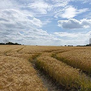 Bilder The Amber Light - Ein Whisky-Roadmovie