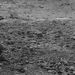 Bilder The Painted Bird