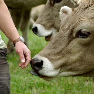 Bilder Wurzeln des Überlebens