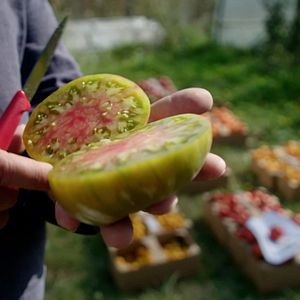 Bilder Wurzeln des Überlebens