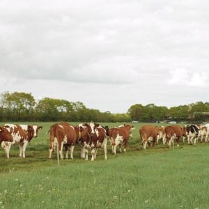 Bilder Born For Korn