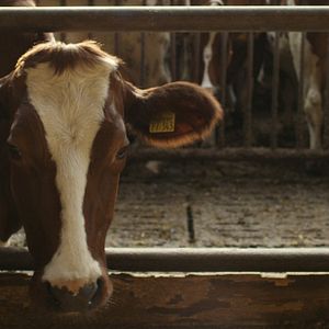 Bilder Born For Korn