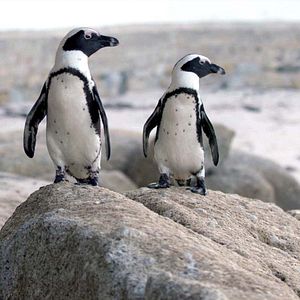 Bilder Stadt der Pinguine