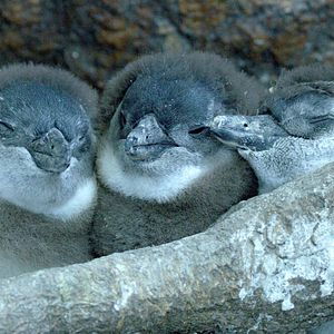 Bilder Stadt der Pinguine