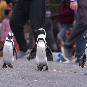 Bilder Stadt der Pinguine