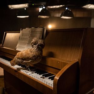 Bilder Mission Ulja Funk