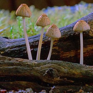 Bilder Fantastische Pilze - Die magische Welt zu unseren Füßen