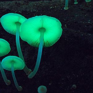 Bilder Fantastische Pilze - Die magische Welt zu unseren Füßen