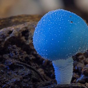 Bilder Fantastische Pilze - Die magische Welt zu unseren Füßen