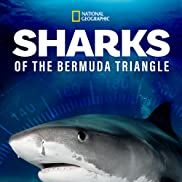 Bilder Sharks of the Bermuda Triangle