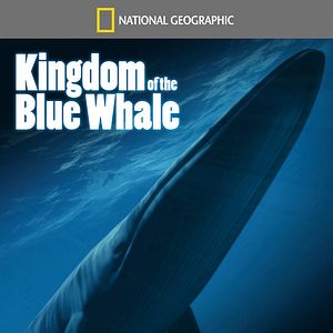 Bilder Kingdom Of The Blue Whale