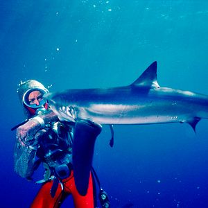 Bilder Valerie Taylor