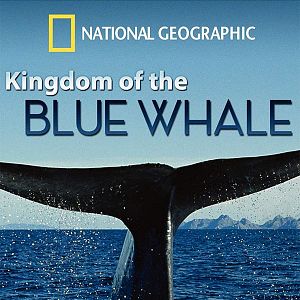 Bilder Kingdom Of The Blue Whale