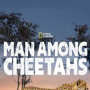 Bilder Man Among Cheetahs