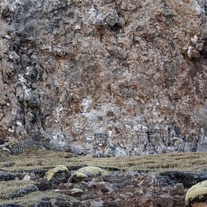 Bilder Der Schneeleopard