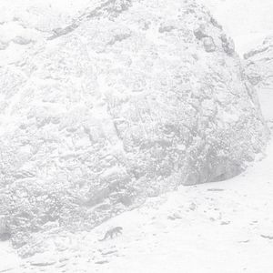 Bilder Der Schneeleopard