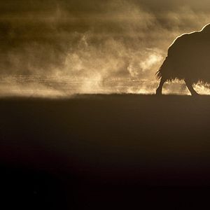 Bilder Der Schneeleopard