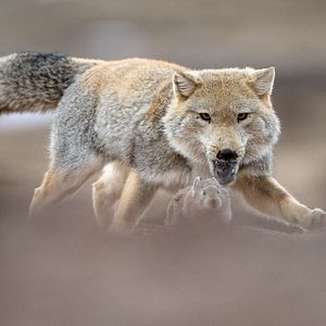 Bilder Der Schneeleopard