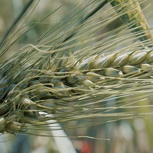 Bilder Bier - A Love Story