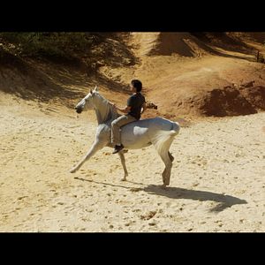 Bilder Ein Pferd namens Gazelle