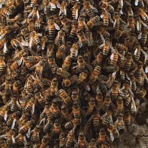 Bilder Tagebuch einer Biene