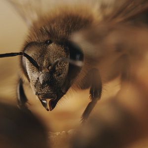 Bilder Tagebuch einer Biene