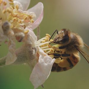Bilder Tagebuch einer Biene