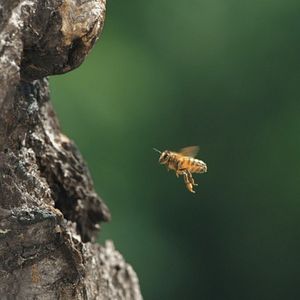 Bilder Tagebuch einer Biene