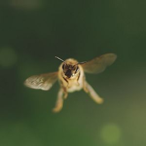 Bilder Tagebuch einer Biene