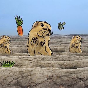 Bilder Meine Wunderkammern