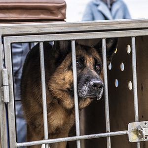 Bilder Ein Hund namens Palma